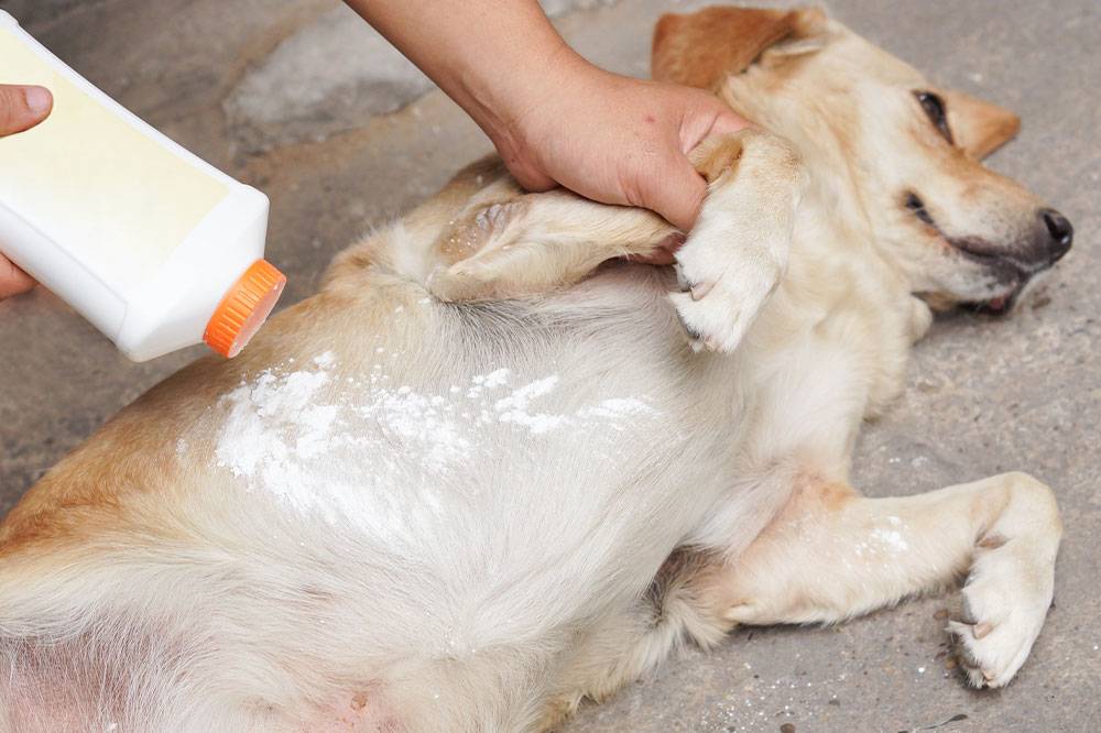 Effective Home Remedies to Manages Fleas and Ticks