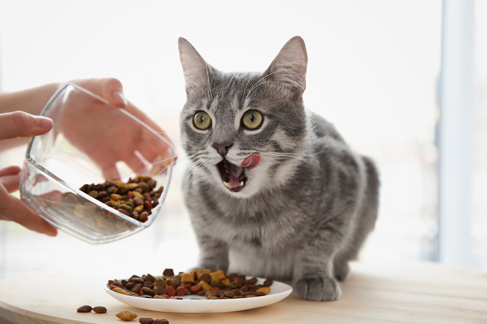 Signs of Feline Diabetes Pet Owners Should Recognize