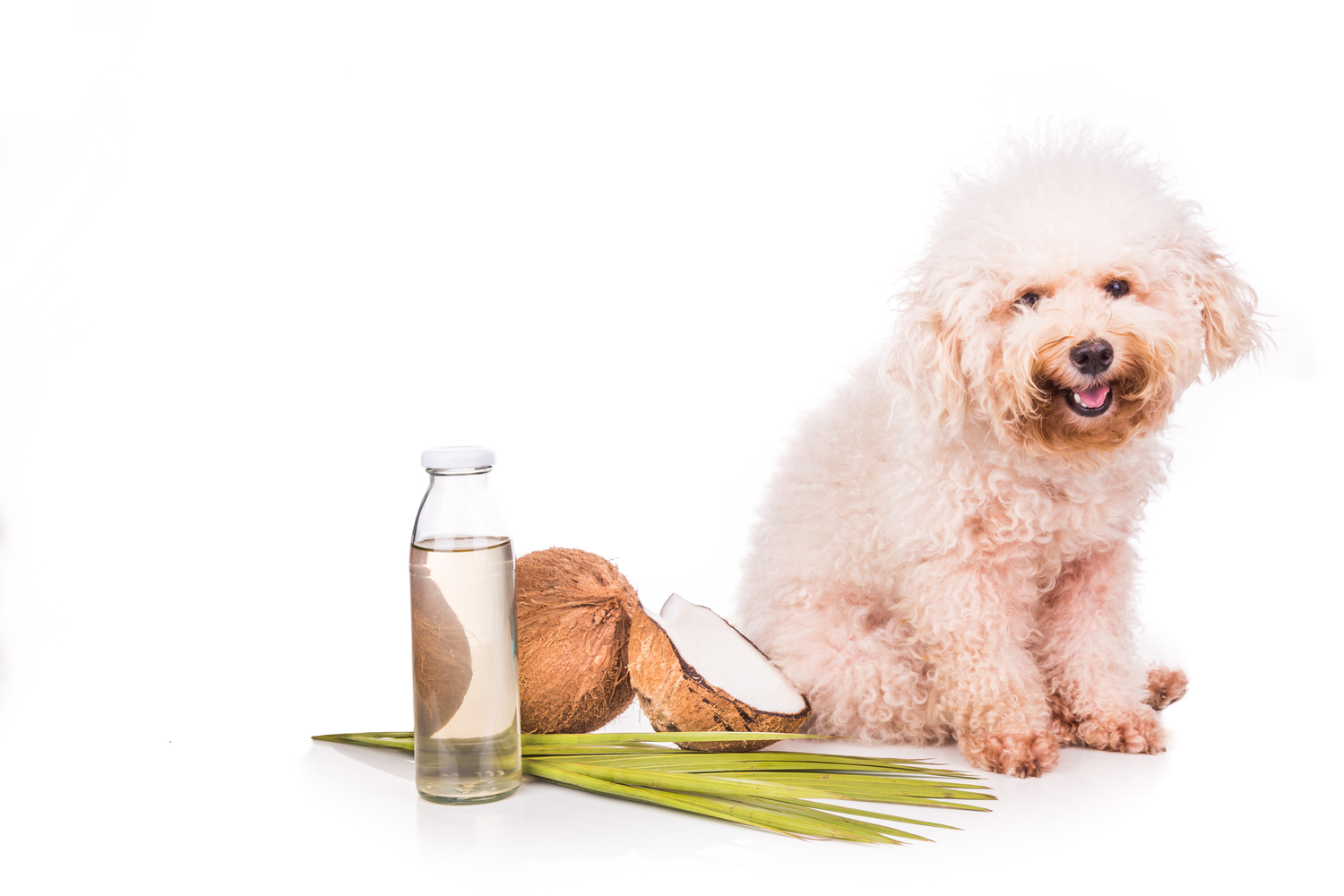 4 Essential Oils That Are Safe for Your Pet