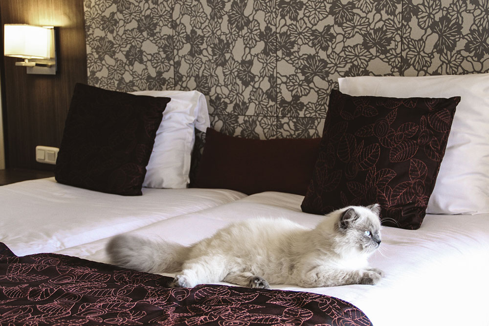 3 Luxurious Pet-friendly Hotels for Your Next Vacation