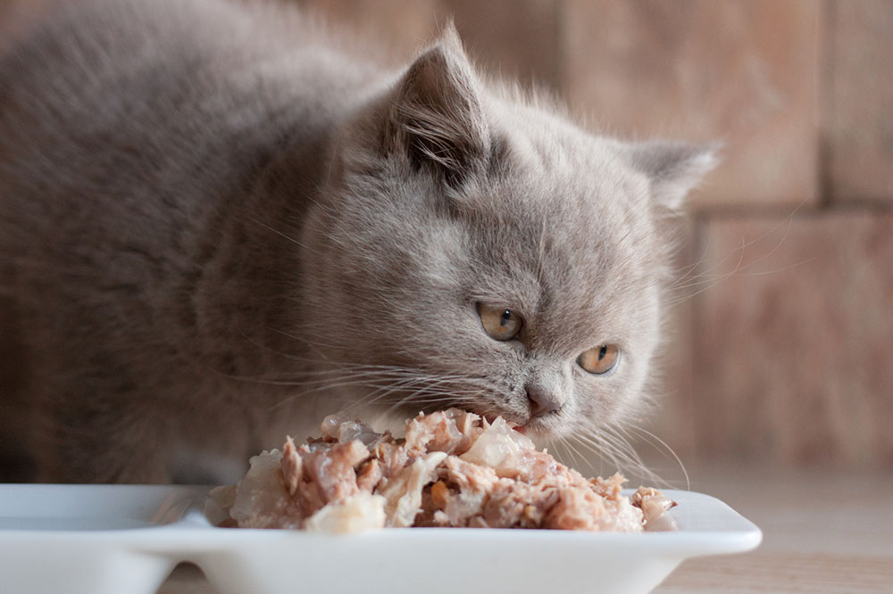 4 Healthy Cat Treat Recipes You Can Try at Home
