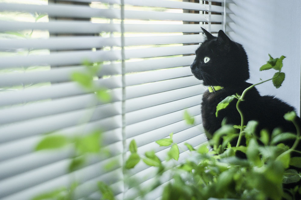4 Household Plants to Avoid If You Have a Cat