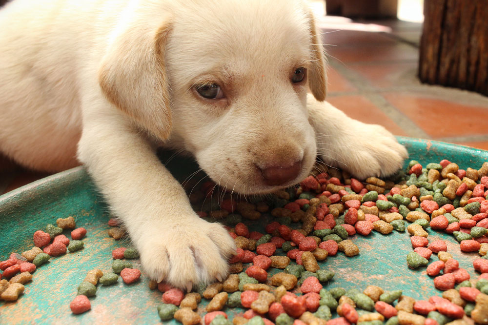 5 Foods That Cause Dog Allergies